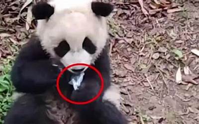 大熊猫幼崽吃游客掉落口罩  大熊猫吃小孩